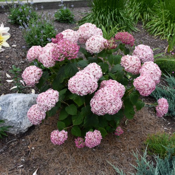 Hydrangea Arborescens Incrediball Blush - 3C