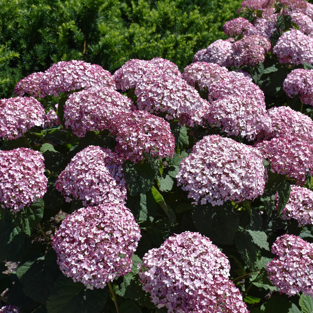 Hydrangea Arborescens Incrediball Blush - 3C