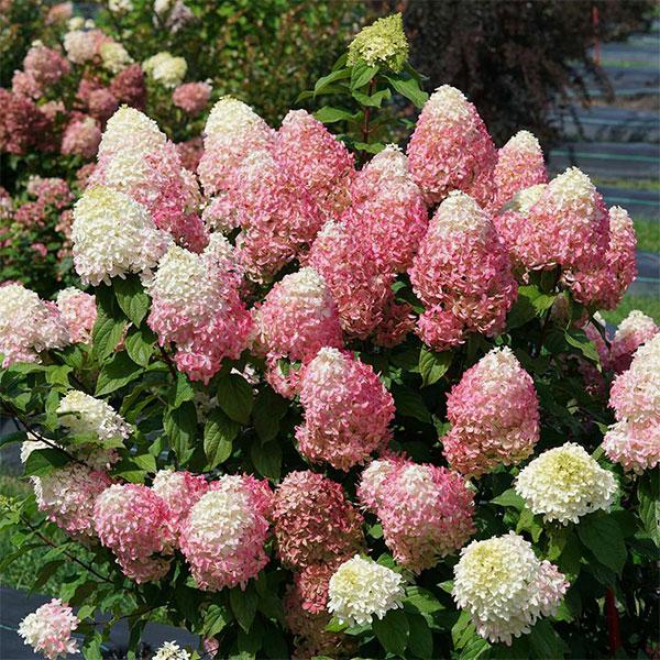 Pannicle Hydrangea