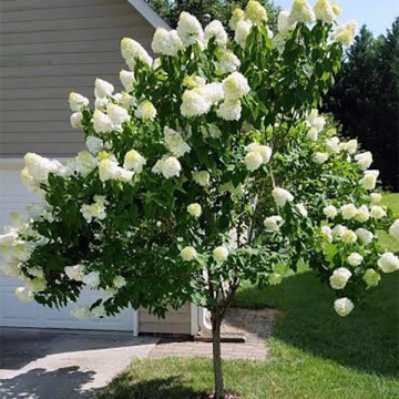 Hydrangea Paniculata Limelight Tree Form