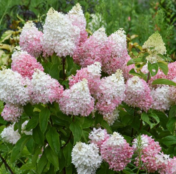 Hydrangea Paniculata Love A Lot Pink- 4C