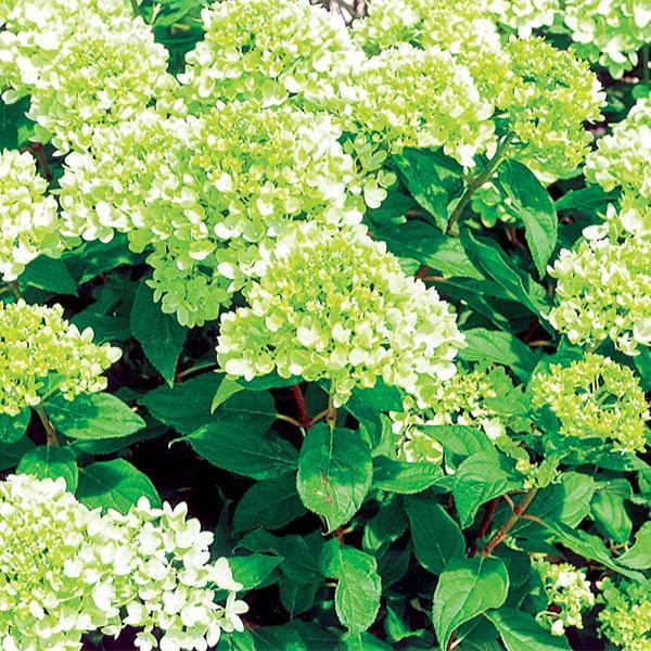 Hydrangea Paniculata Phantom Tree Form - 7C