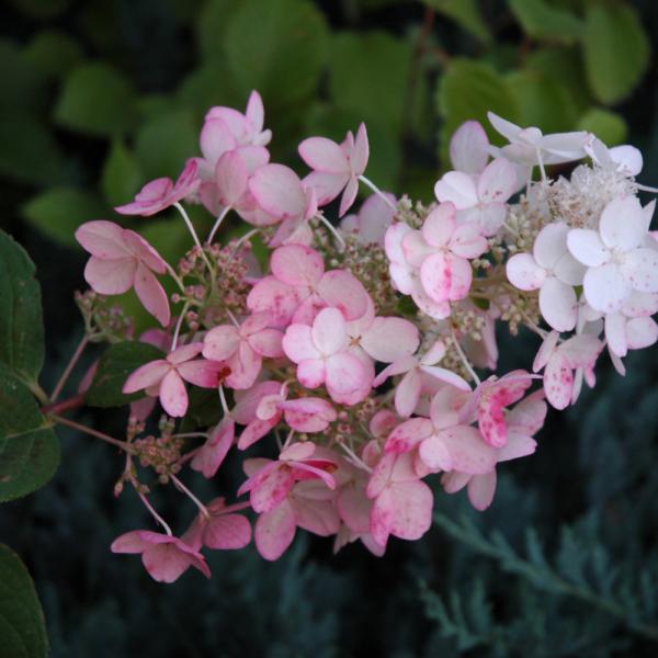 Hydrangea Paniculata Pink Diamond Tree Form - 7C