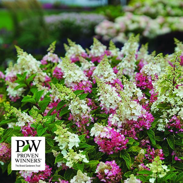 Hydrangea Paniculata Pinky Winky Tree Form- 7C