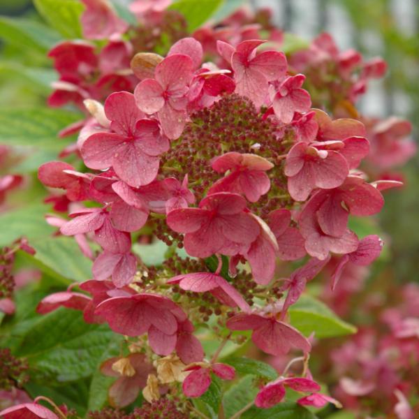 Hydrangea Paniculata Quick Fire Tree Form- 7C