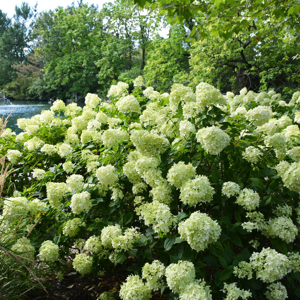 Hydrangea Paniculata Little Lime