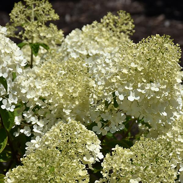 Hydrangea Paniculata Bobo- 3C