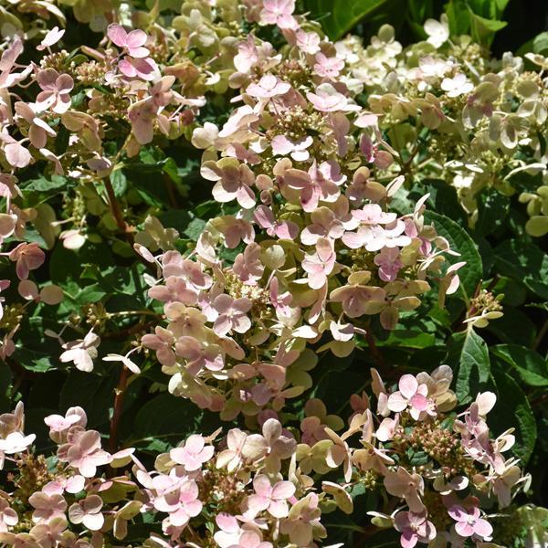 Hydrangea Paniculata Early Evolution- 3C