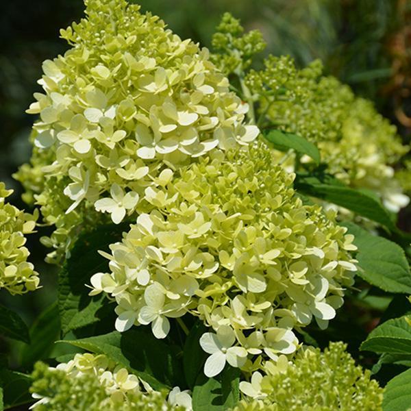 Hydrangea Paniculata Limelight- 3C