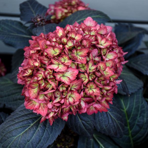 Hydrangea Macrophylla Eclipse