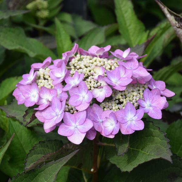 Hydrangea Serrata Let's Dance Can Do- 3C