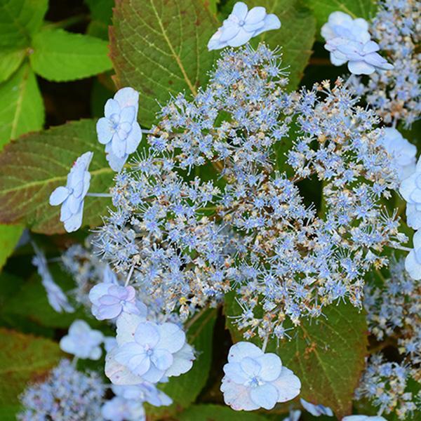 Hydrangea Serrata Tiny Tuff Stuff Ah Ha- 3C