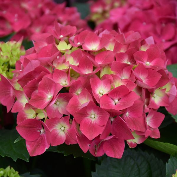 Hydrangea Macrophylla Cherry Go Round - 3C