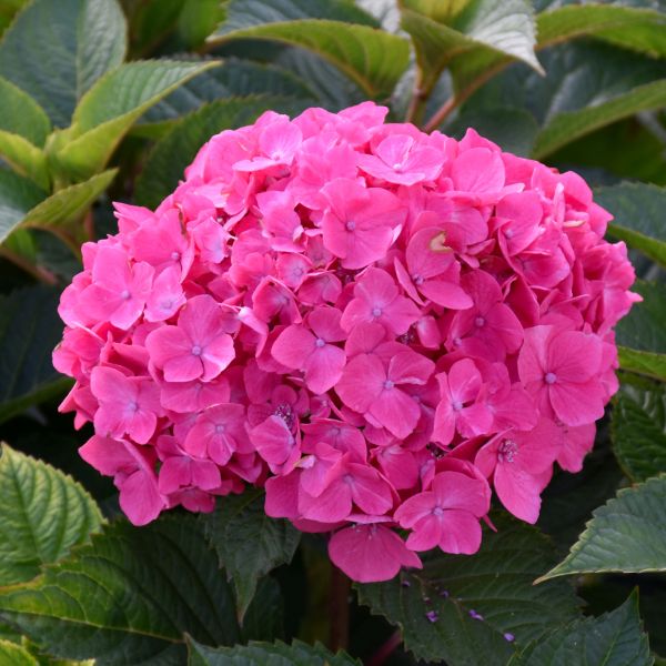 Hydrangea Macrophylla Let's Dance Lovable - 3C
