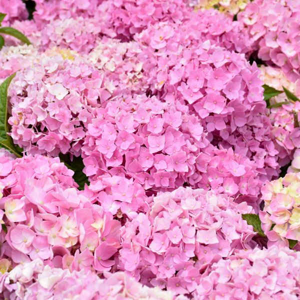 Hydrangea Macrophylla Let's Dance Skyview - 3C