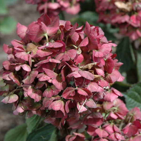 Hydrangea Macrophylla Magical Ruby Red - 3C