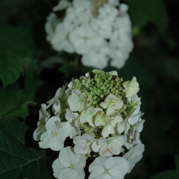 Hydrangea Quercifolia Jetstream- 3C