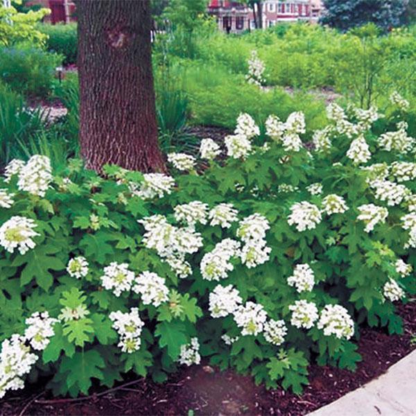 Hydrangea Quercifolia Pee Wee- 3C