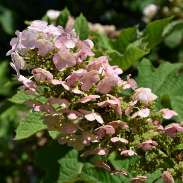 Hydrangea Quercifolia Ruby Slippers - 2C