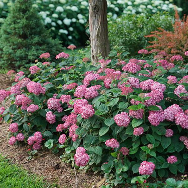 Hydrangea Arborescens Invincibelle Ruby- 3C
