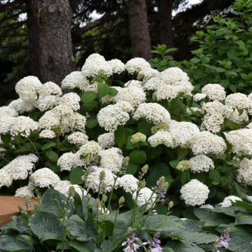 Hydrangea Arborescens Annabelle - 3C