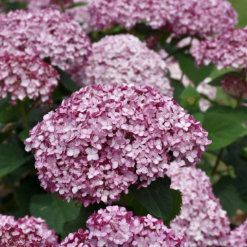 Hydrangea Arborescens Incrediball Blush - 3C