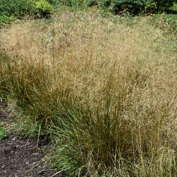 Grass Tufted Hair