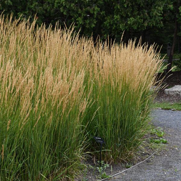 Feather Reed Karl Foerster