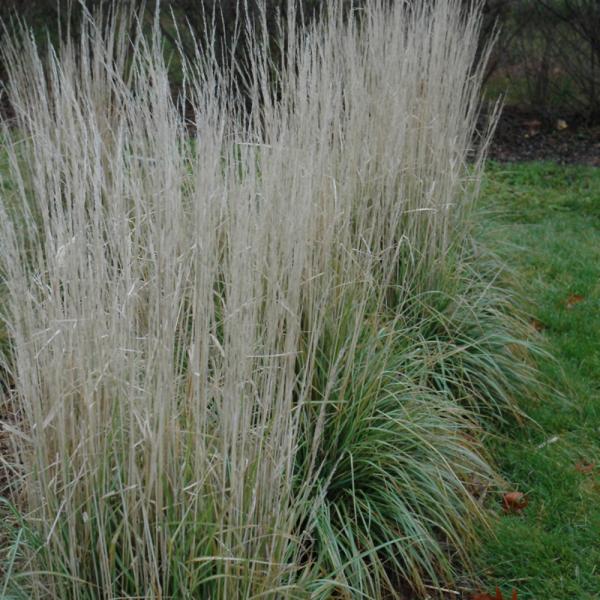 Grass Feather Reed Avalanche