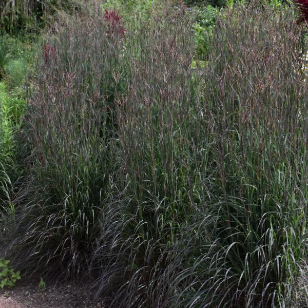 Grass Big Bluestem Holy Smoke