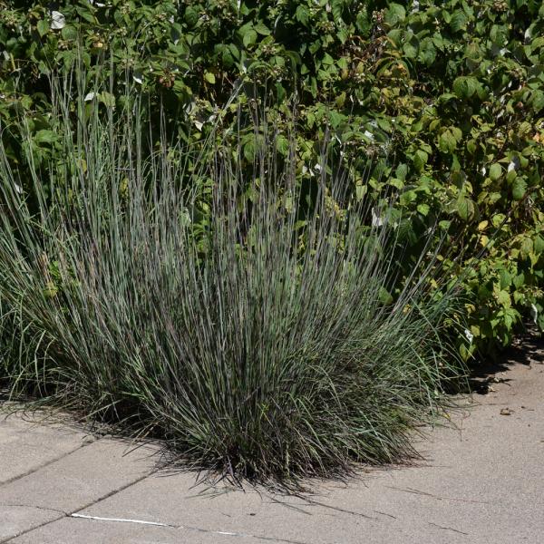 Grass Little Bluestem