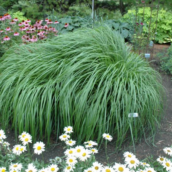 Fountain Grass Red Head - 2C