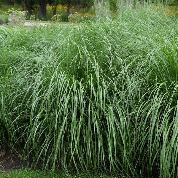 Fountain Grass Etouffee - 2C