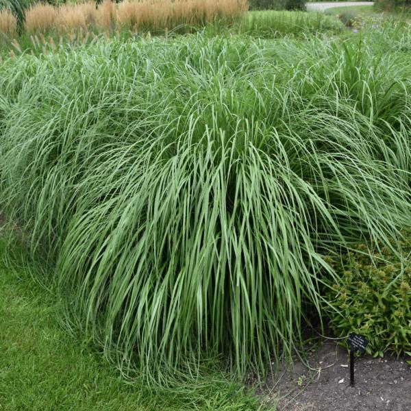 Fountain Grass Cayenne - 3C