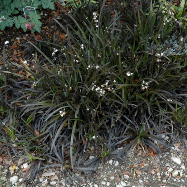 Black Mondo Grass - 1C 