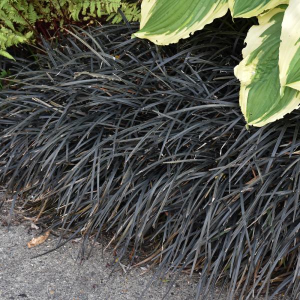 Grass Nigrescens - 1C 