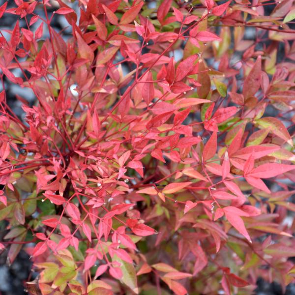 Heavenly Bamboo Obsession - 3C