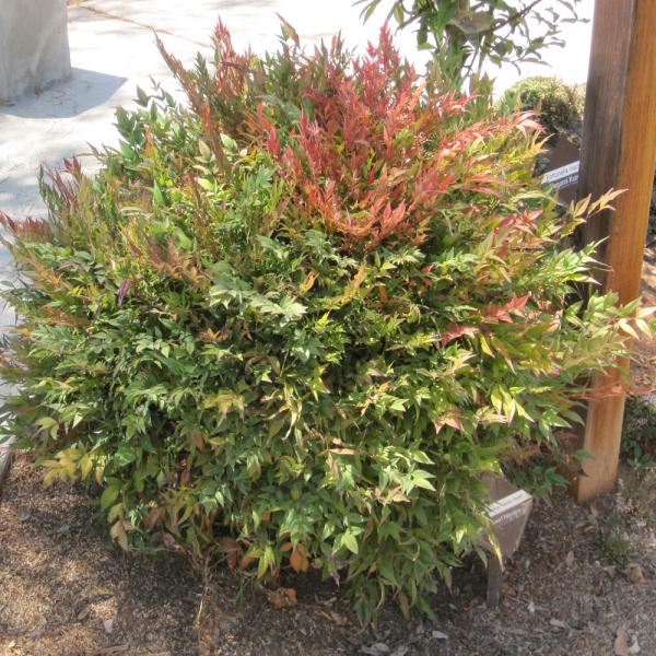 Heavenly Bamboo Harbor Dwarf - 3C