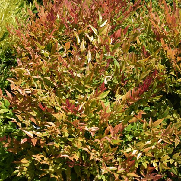 Heavenly Bamboo Gulfstream - 3C