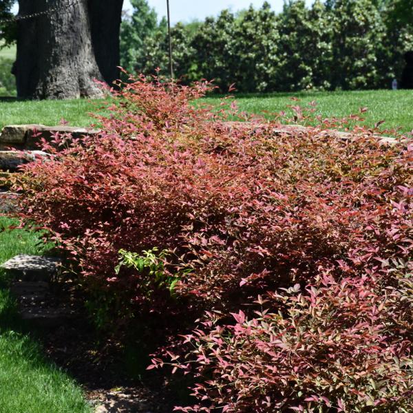 Heavenly Bamboo Flirt - 3C