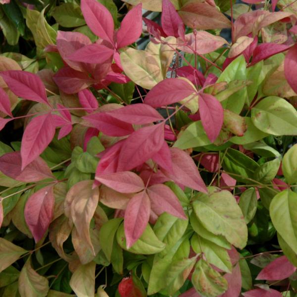 Heavenly Bamboo Blush Pink - 3C