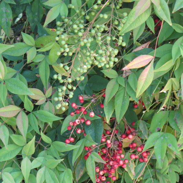 Heavenly Bamboo - 3C