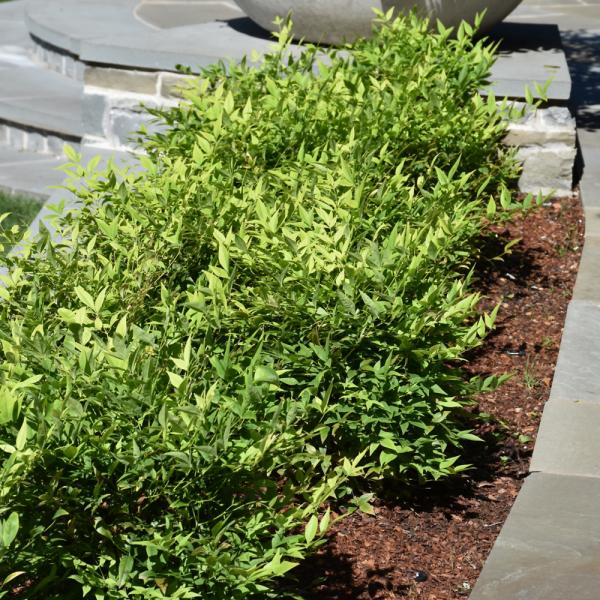 Heavenly Bamboo Lemon Lime - 3C