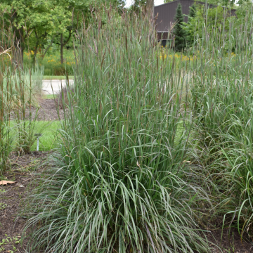 Big Bluestem Blackhawks