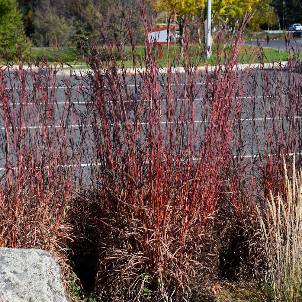 Big Bluestem Red October
