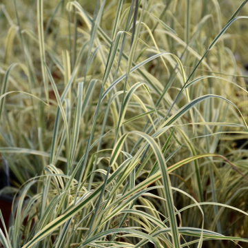 Little Bluestem Shining Star