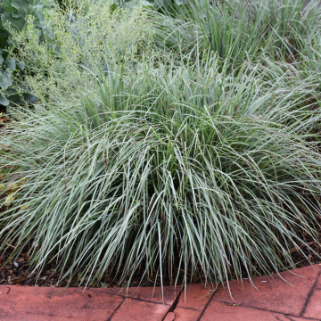 Little Bluestem Standing Ovation