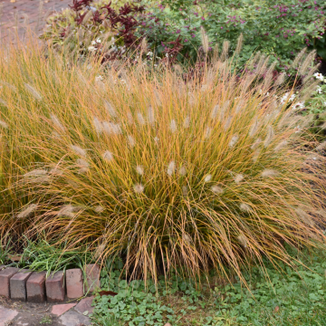 Fountain Grass Dwarf Hameln