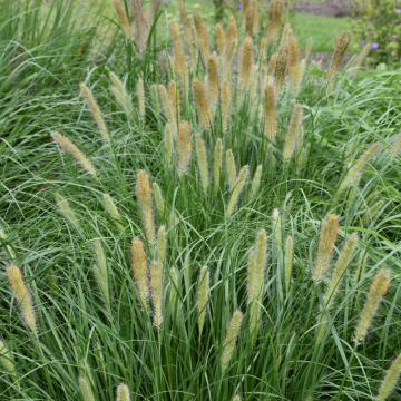 Fountain Grass Dwarf Praline - 3C