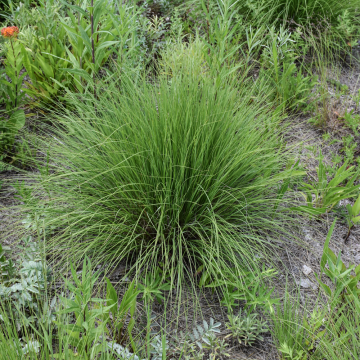 Muhly Undaunted Ruby